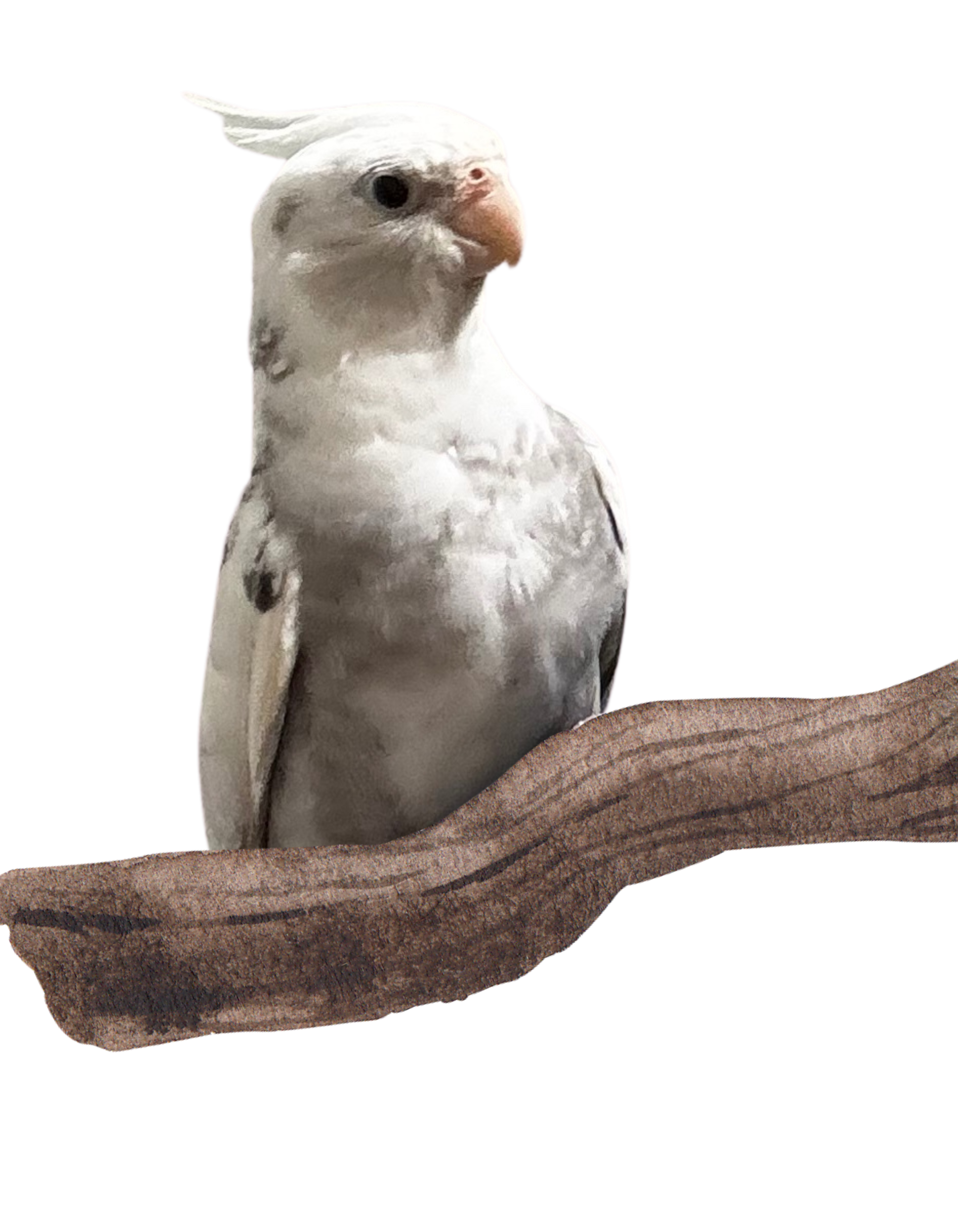 Luna the Cockatiel