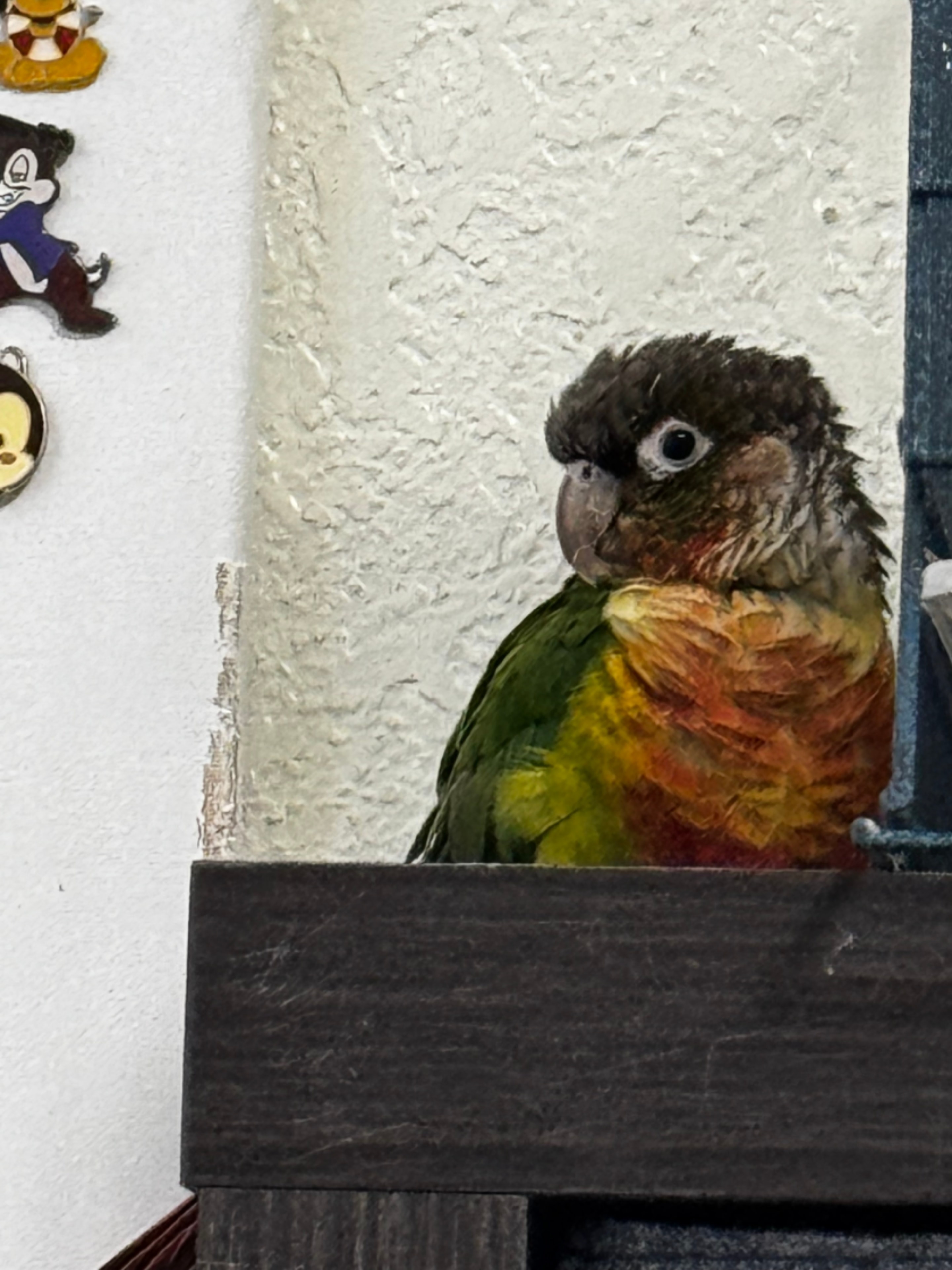 Mango the Peach-faced Lovebird
