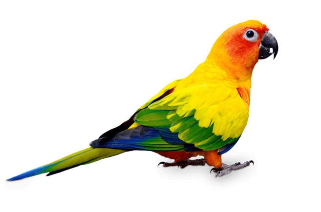 Rio the Green Cheek Conure